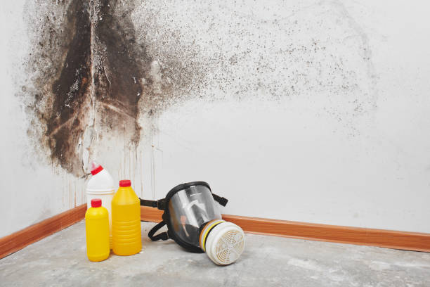 Best Post-Flood Mold Remediation in Highland Park, IL