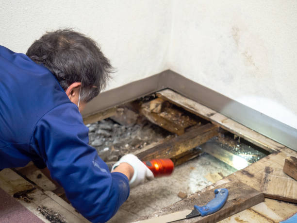 Best Attic Mold Remediation in Highland Park, IL