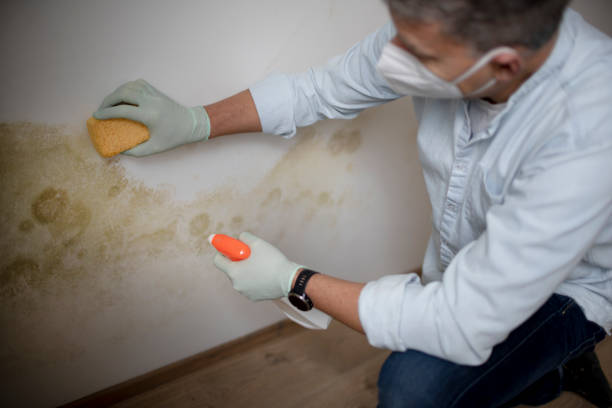Best White Mold Remediation in Highland Park, IL