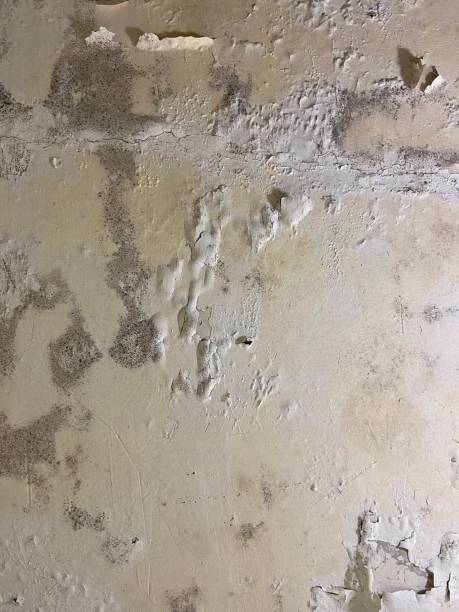 Best Kitchen Mold Remediation in Highland Park, IL